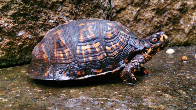turtle