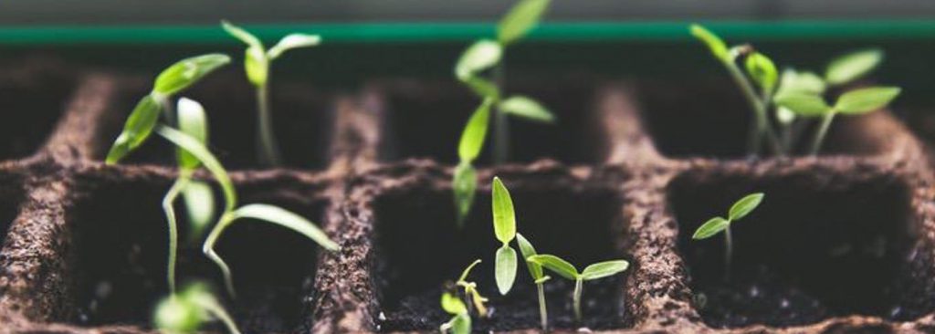 seedlings