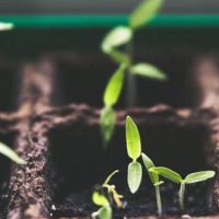 seedlings