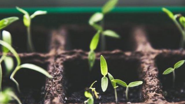seedlings