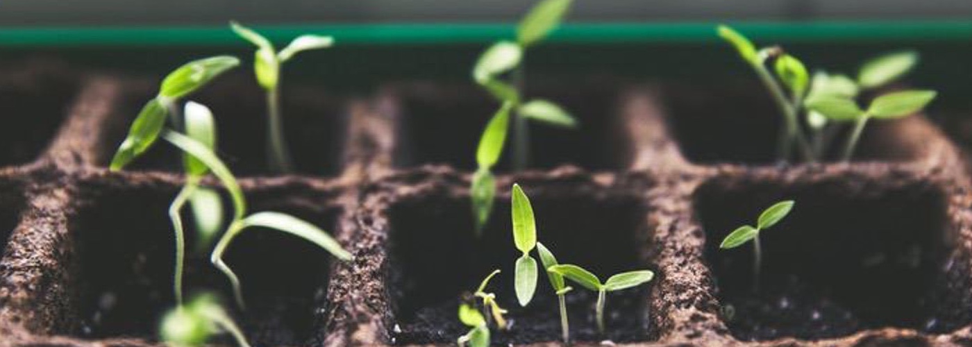 seedlings