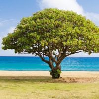 tree on beach