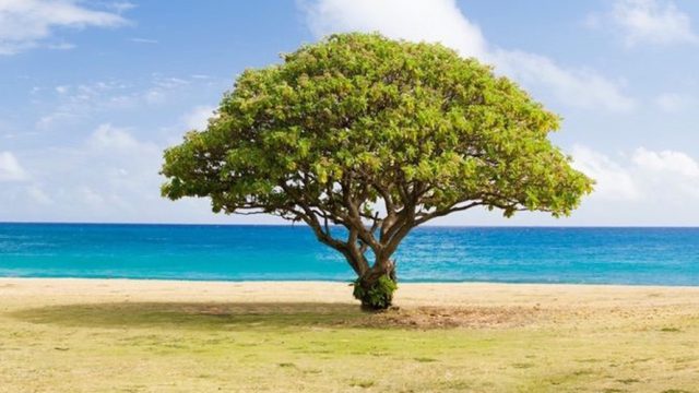 tree on beach