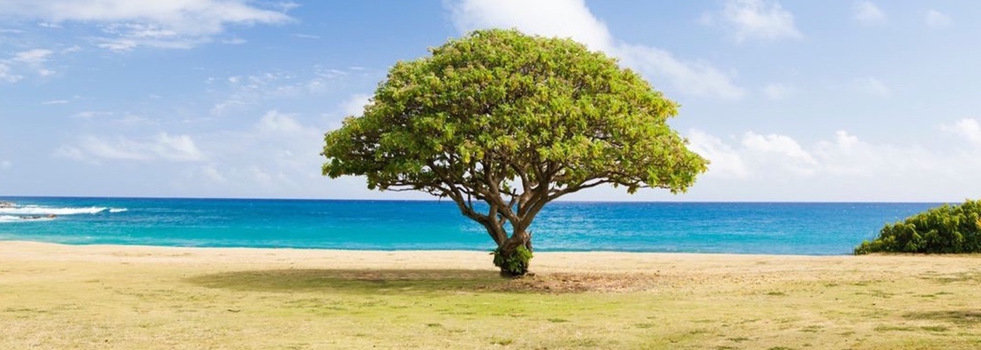 tree on beach